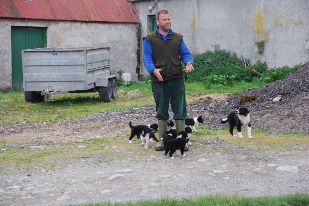 As young as five months, border collie pups respond instinctively to their master's whstle.